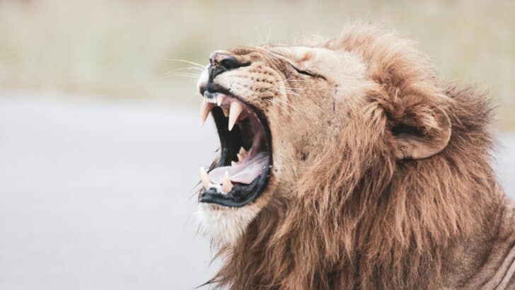 Unearthed Skeleton Reveals Gladiator Faced a Lion in Ancient Britain