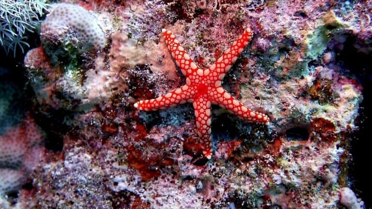 How Some Animals Can Regrow Their Body Parts