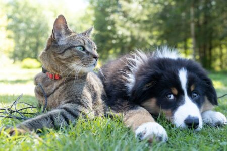 Unraveling What Our Pets Are Thinking