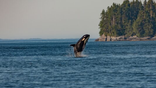 6 Animals That Use Clever Tricks to Catch Their Prey