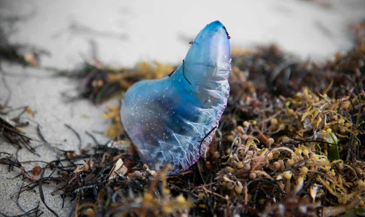 a blue bird is sitting on the ground