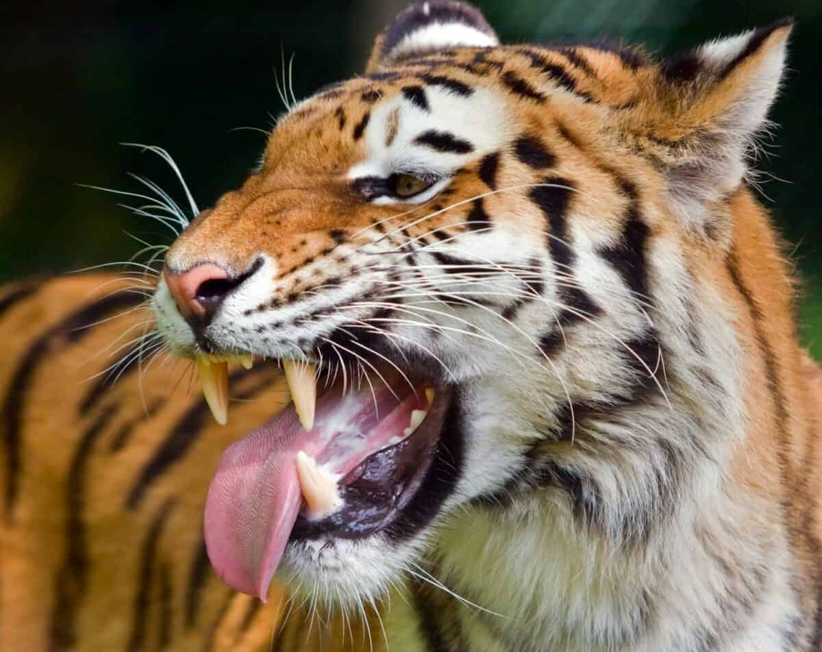 10 Surprising Facts About Tigers You have Probably Never Heard