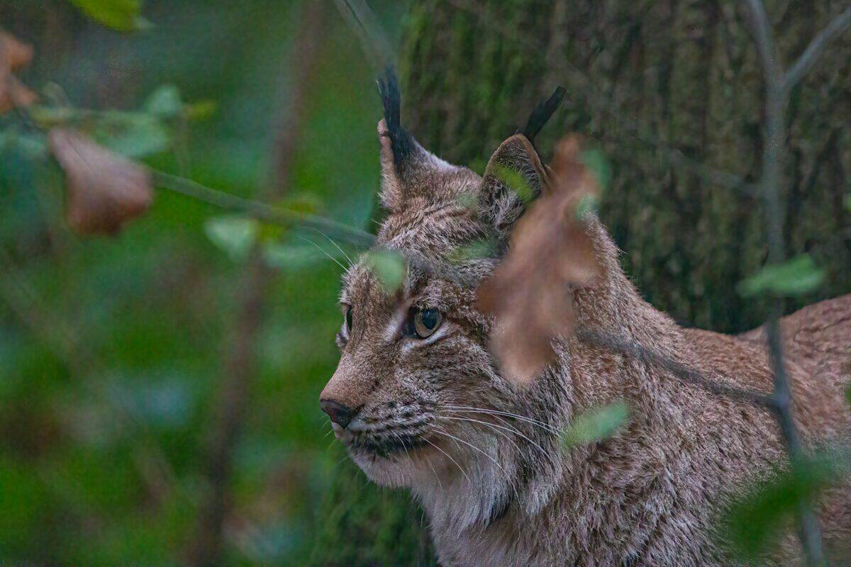 eine Wildkatze mit Geweih