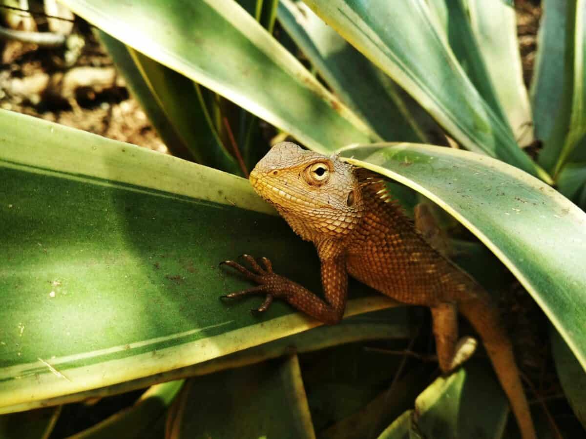 Gecko