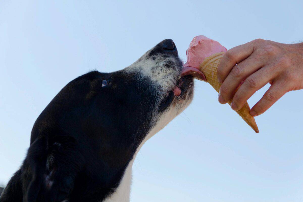 Dog eating ice cream