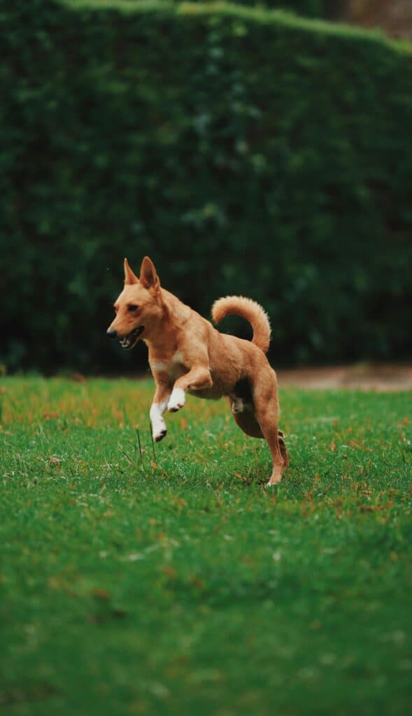 Leaping Dog