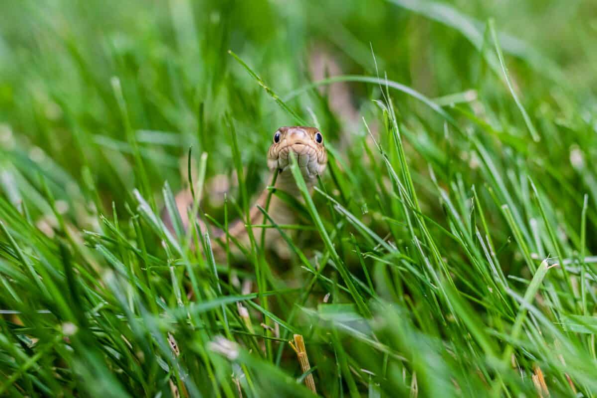 Snake