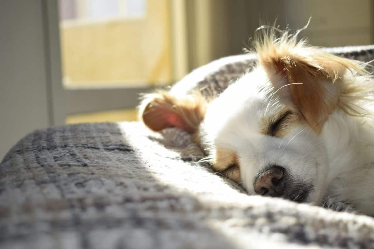 Comfy Dog