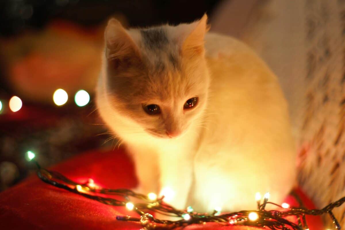 KItten