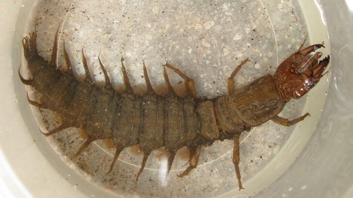 Dobsonfly Larva