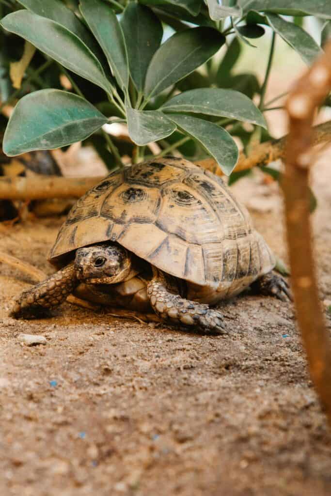 Tortoise