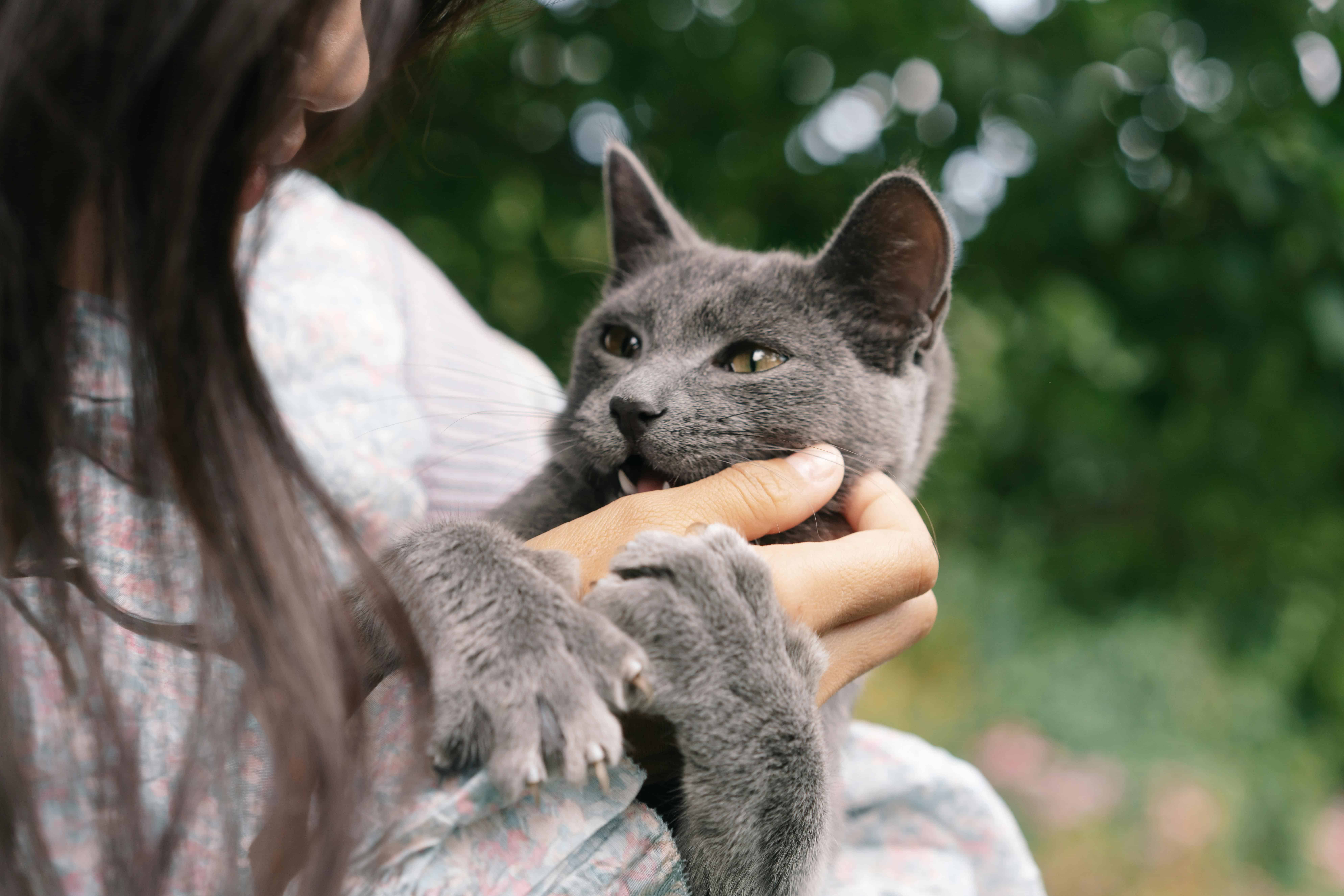 Cat