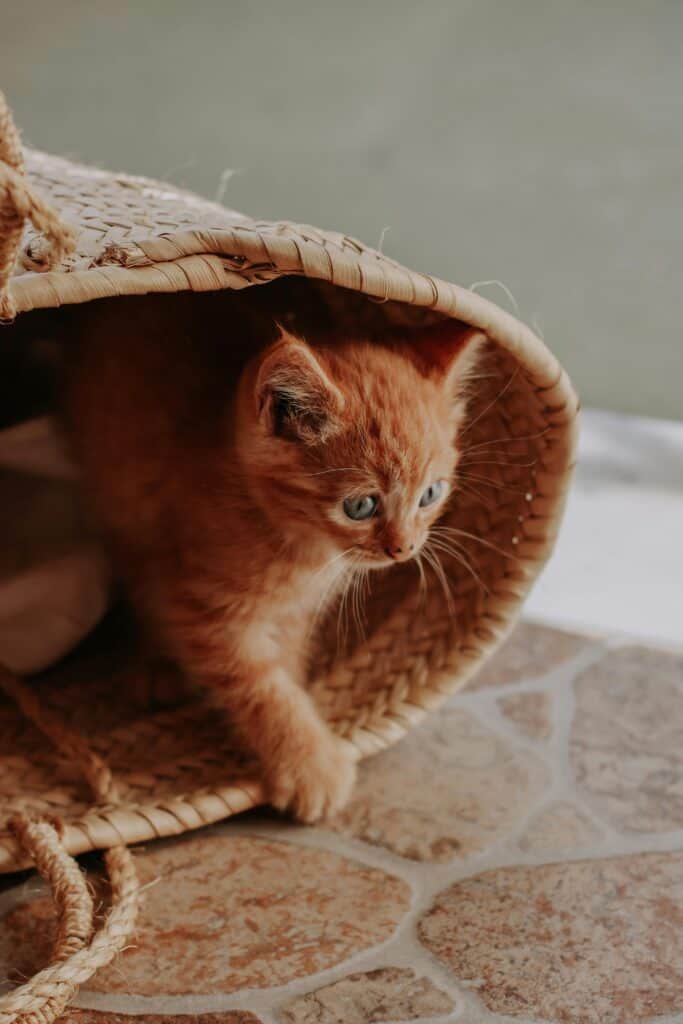 Kitten