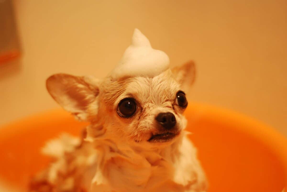 Dog in the bath