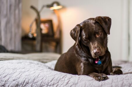 How to Keep Your Dog&rsquo;s Coat Shiny and Healthy
