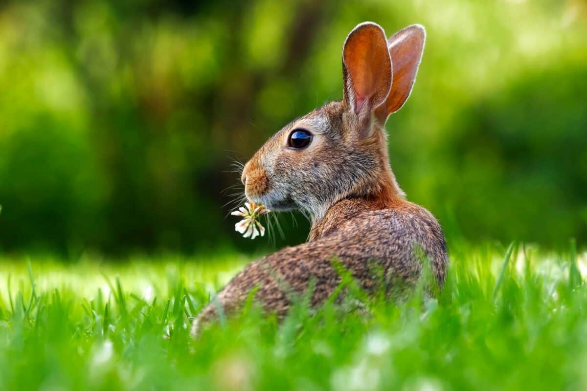 Domestic Bunny