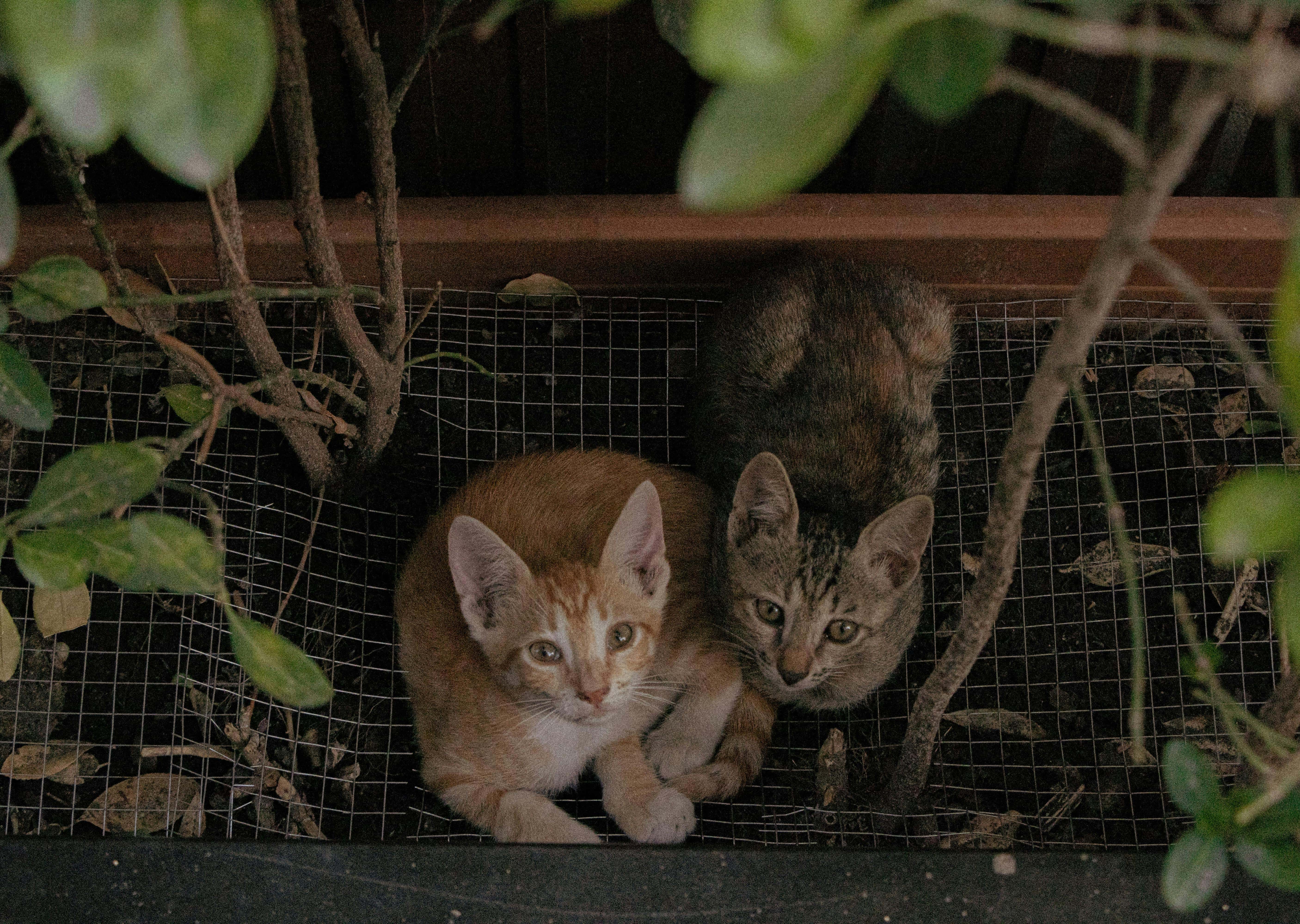 Two Cats Relaxing