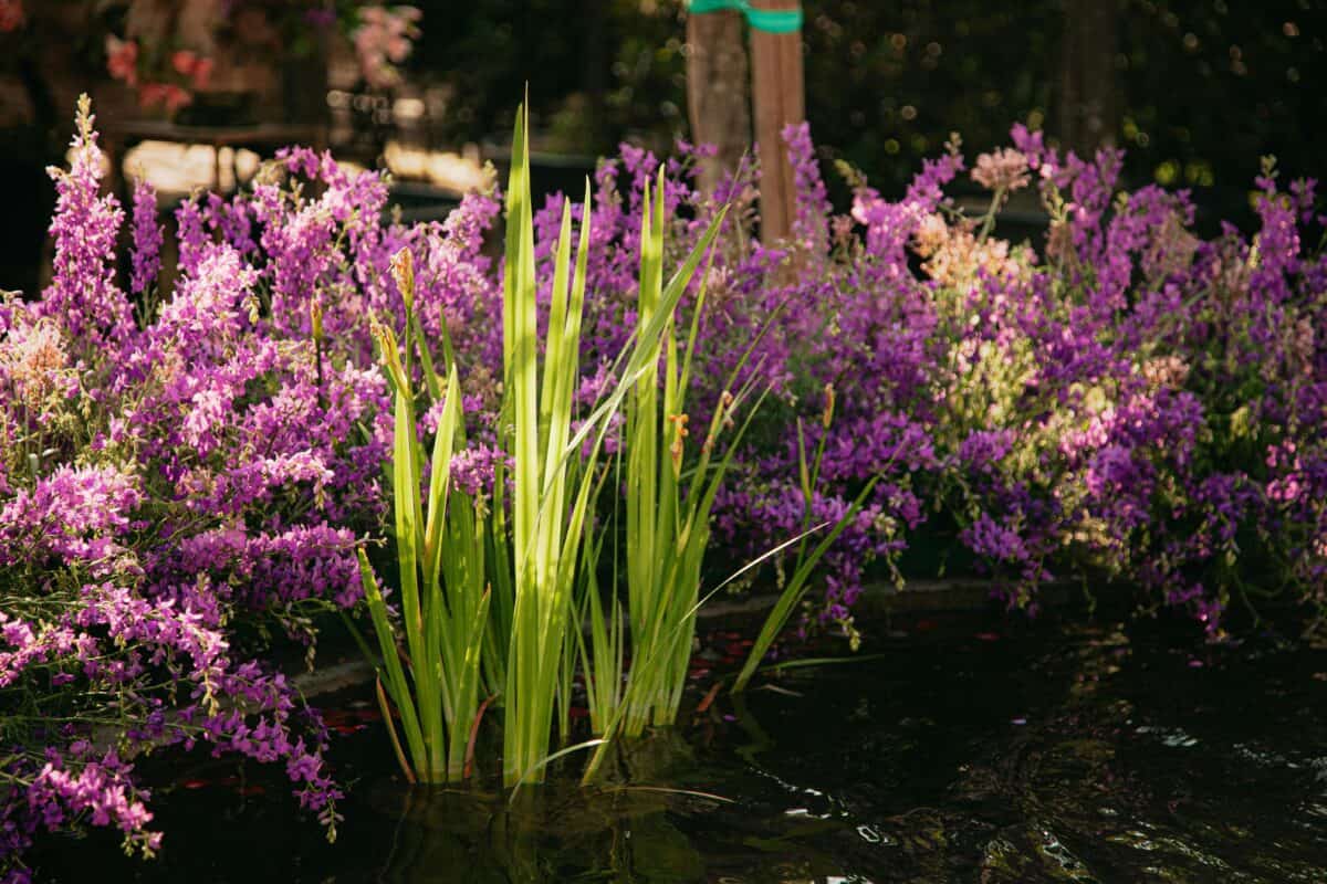 Garden Pond