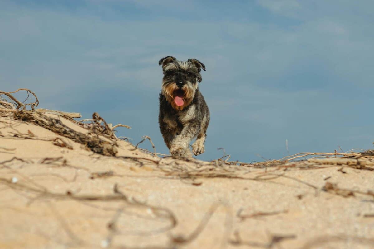 Miniature Schnauzer