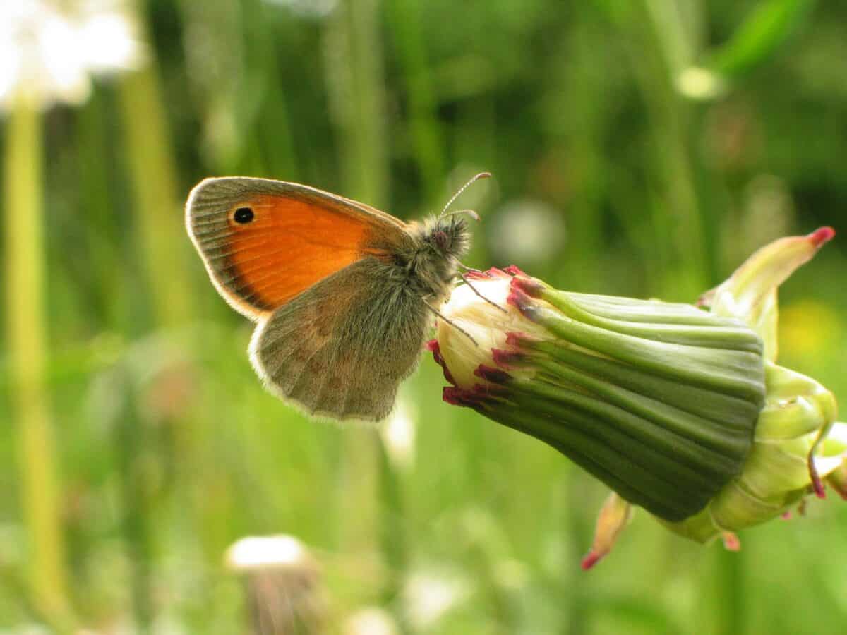 Butterfly on a flower