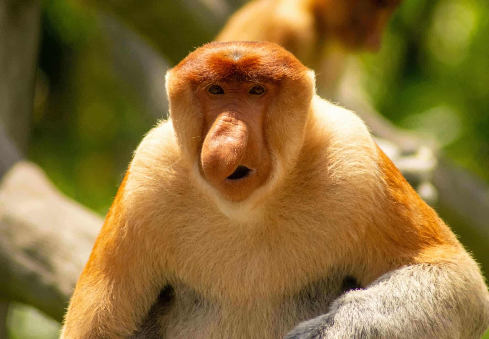 12 Of The Ugliest Animals You ve Ever Laid Eyes On In No Particular 