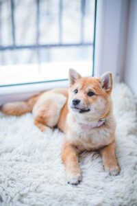 How to Make Sure Your Pet Is Happy When You’re Away