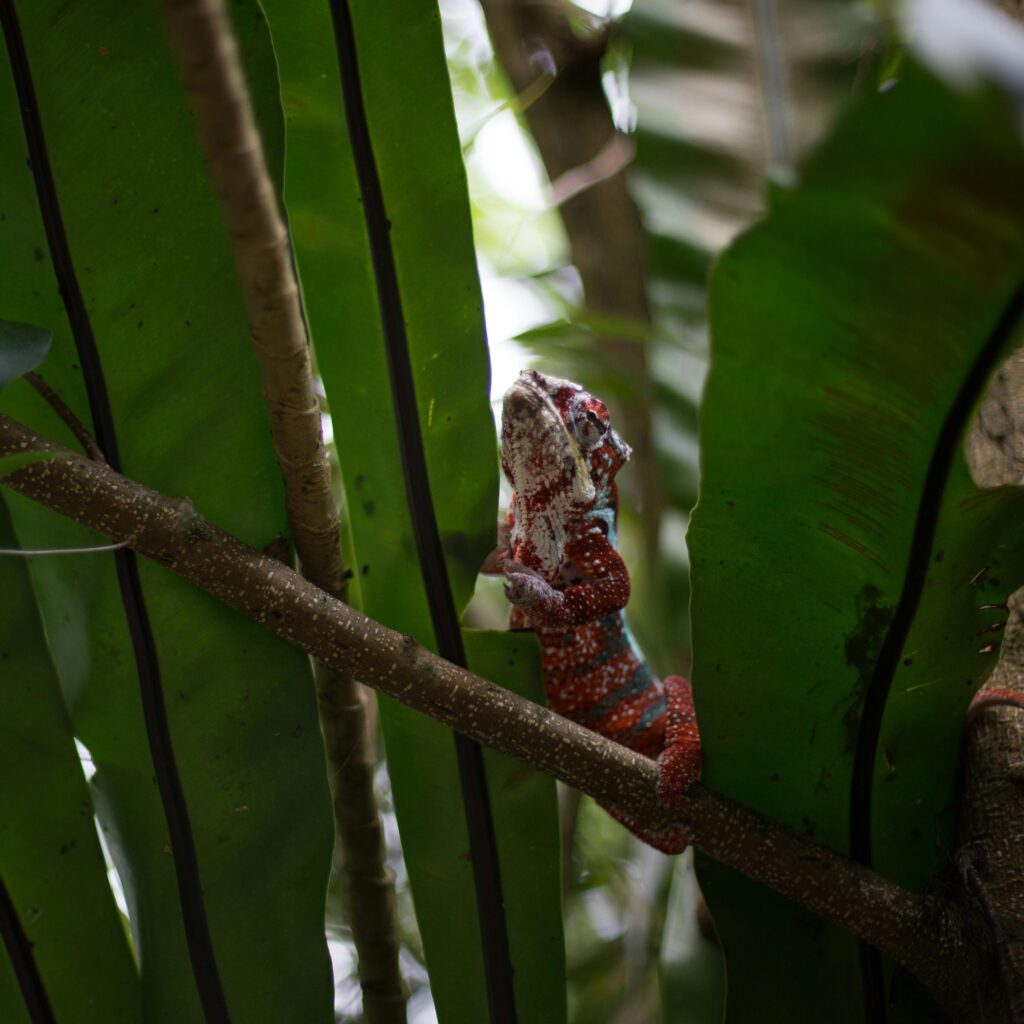 Chameleon