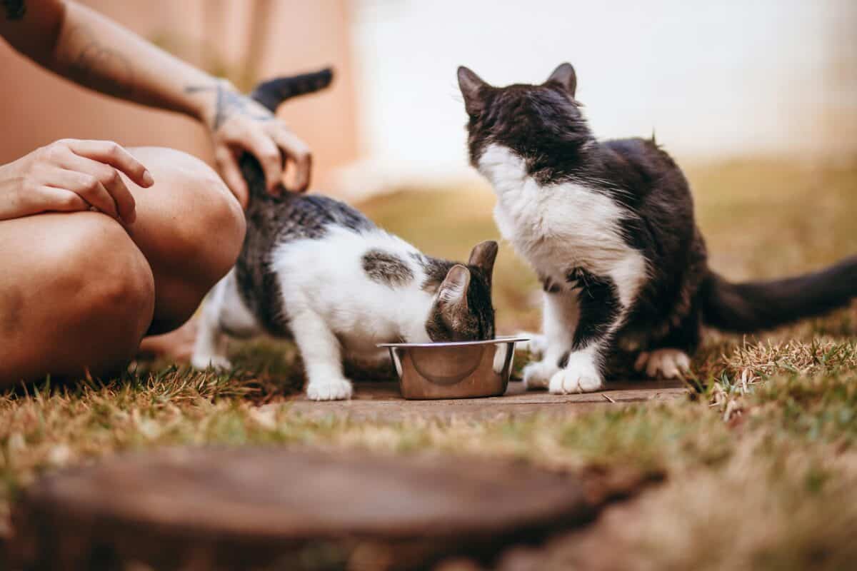 Kittens Eating