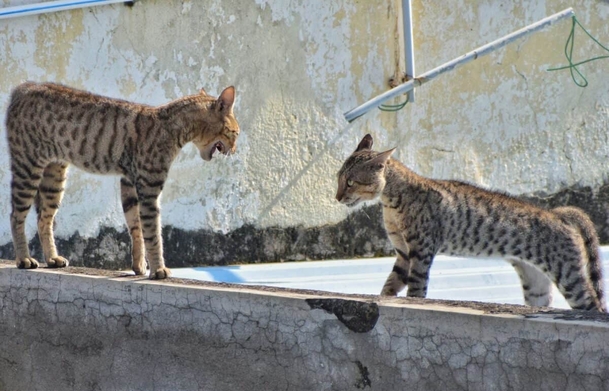 brown tabby cat on window