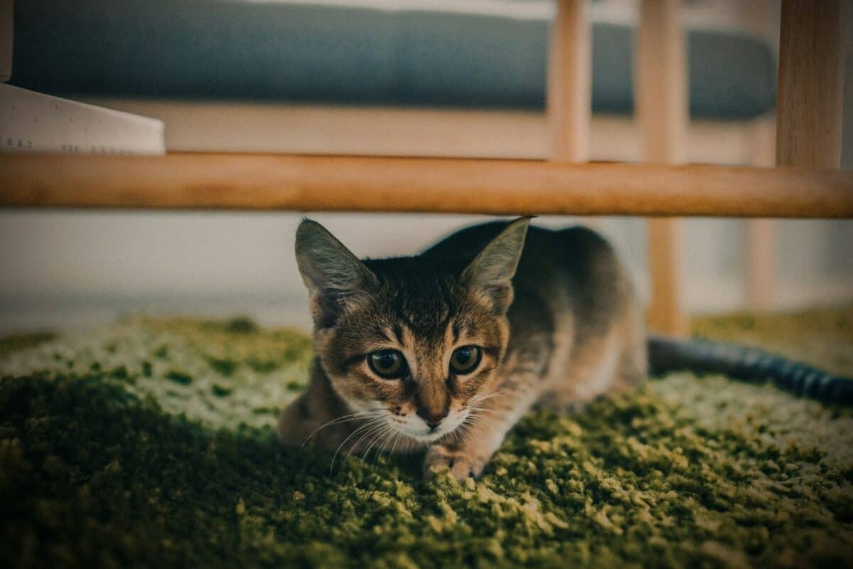 Kitten Hiding