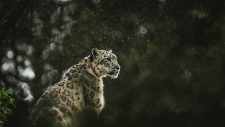 Why Snow Leopards Are Called the “Ghosts of the Mountain”