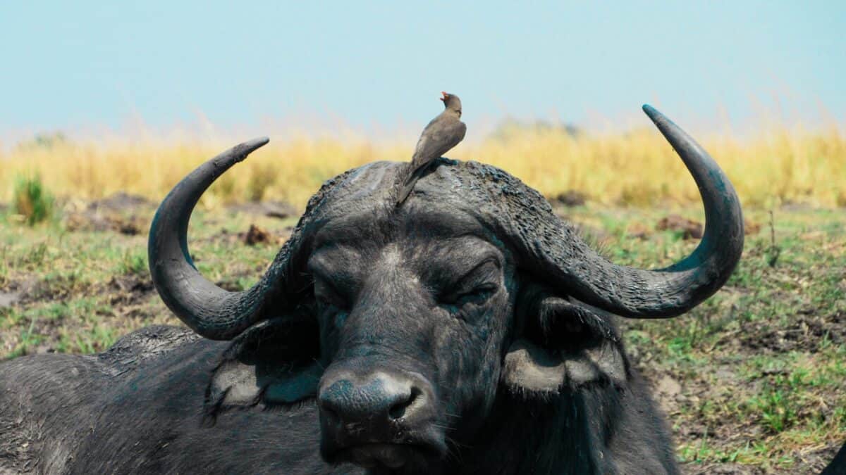 black water buffalo on green grass field during daytime
