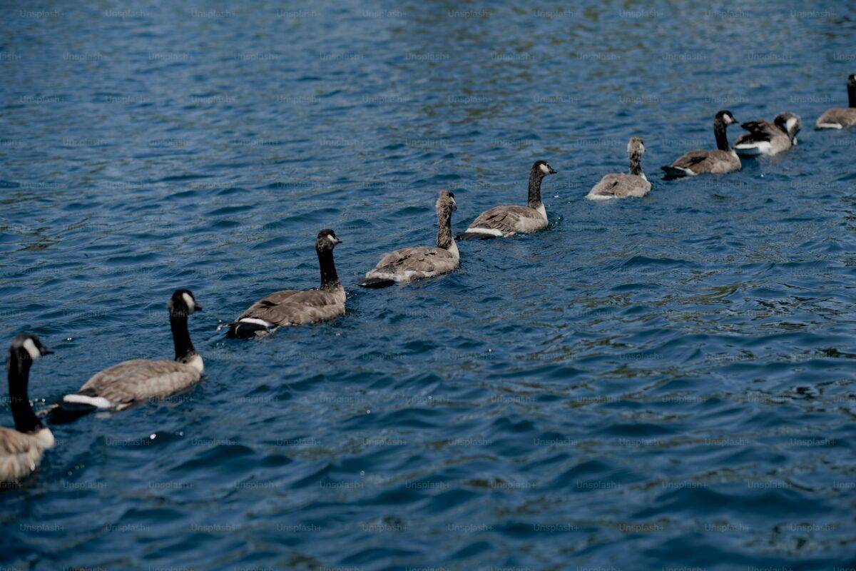 Goose Lake