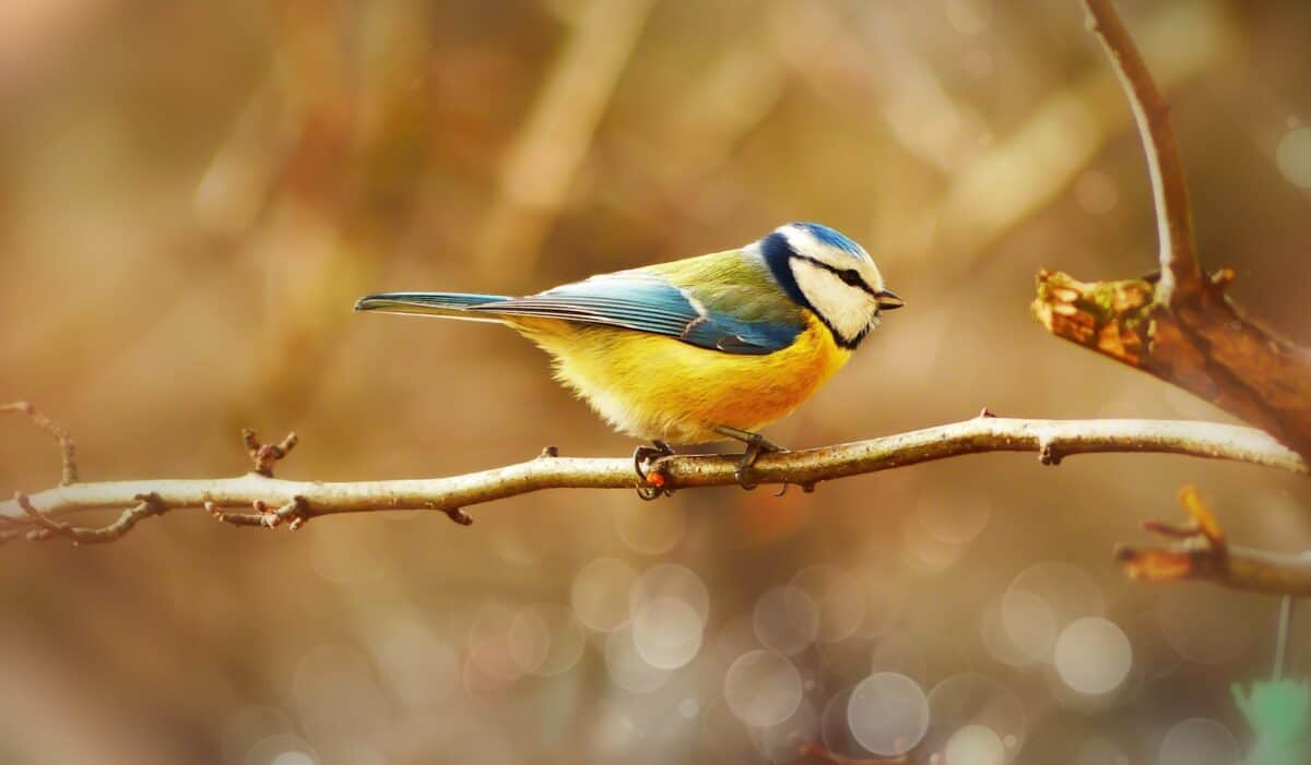 Bird perched on branch