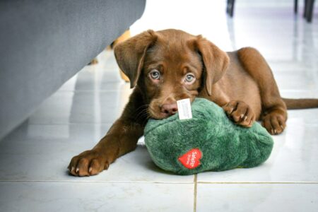 The Most Loving Dog Breeds You&rsquo;ll Find in Pennsylvanian Homes