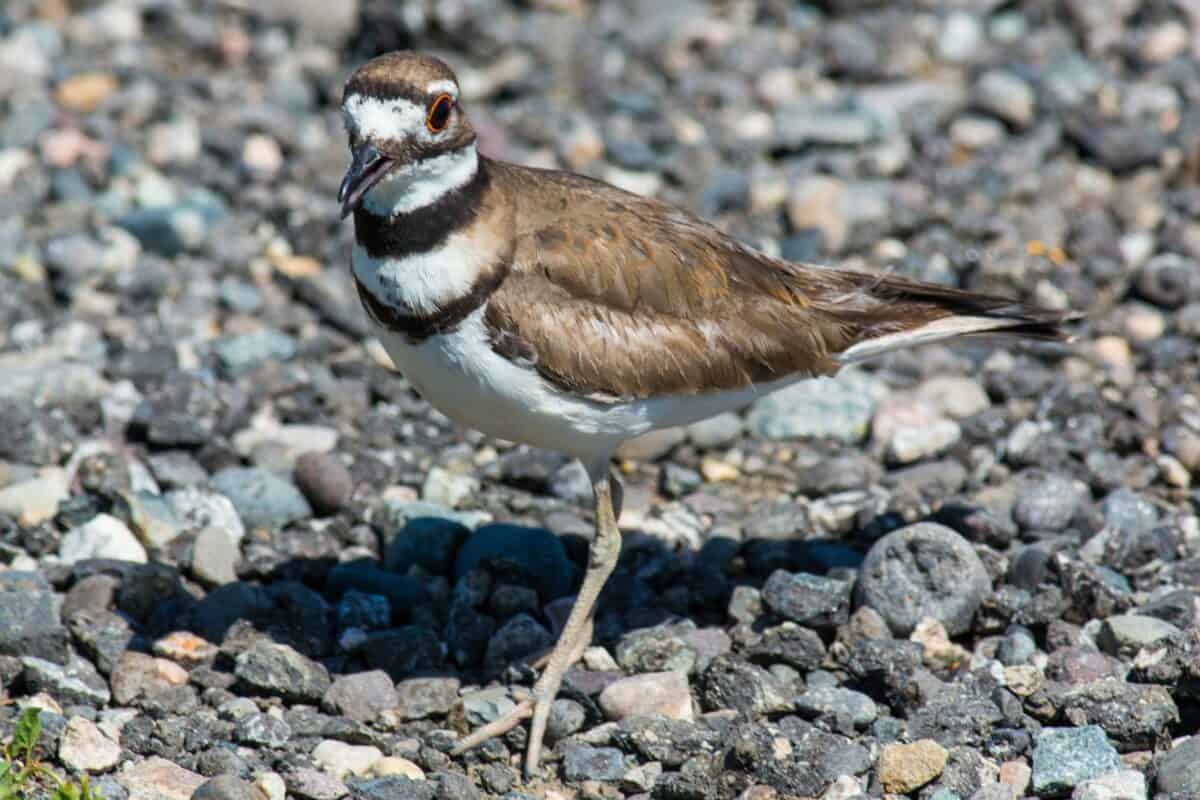 brown and white bird on gray and brown stone