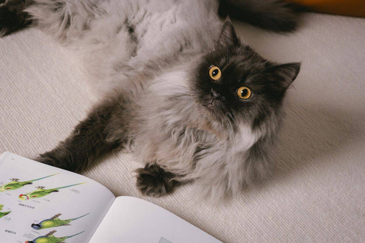 A cat laying on the floor next to an open book
