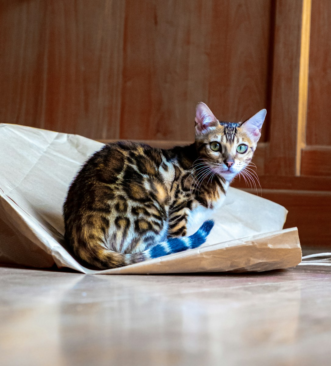 Bengal kitten
