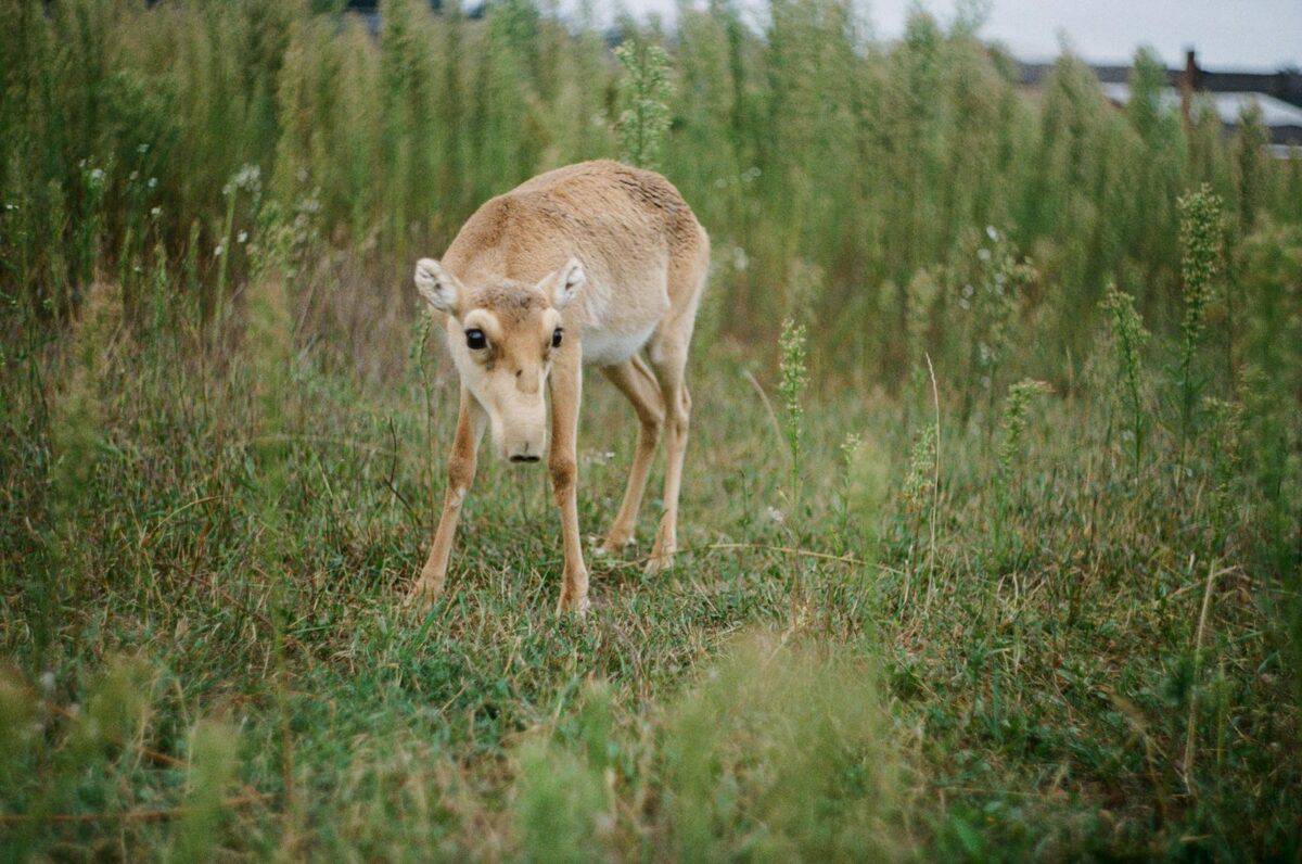 brown deer on green grass field during daytime