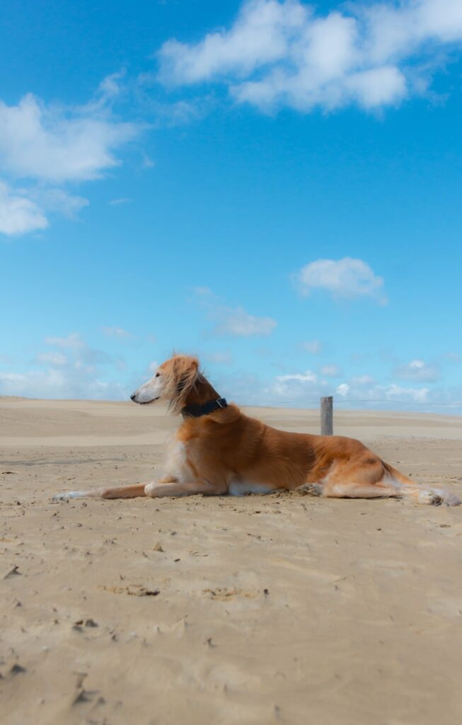 Saluki