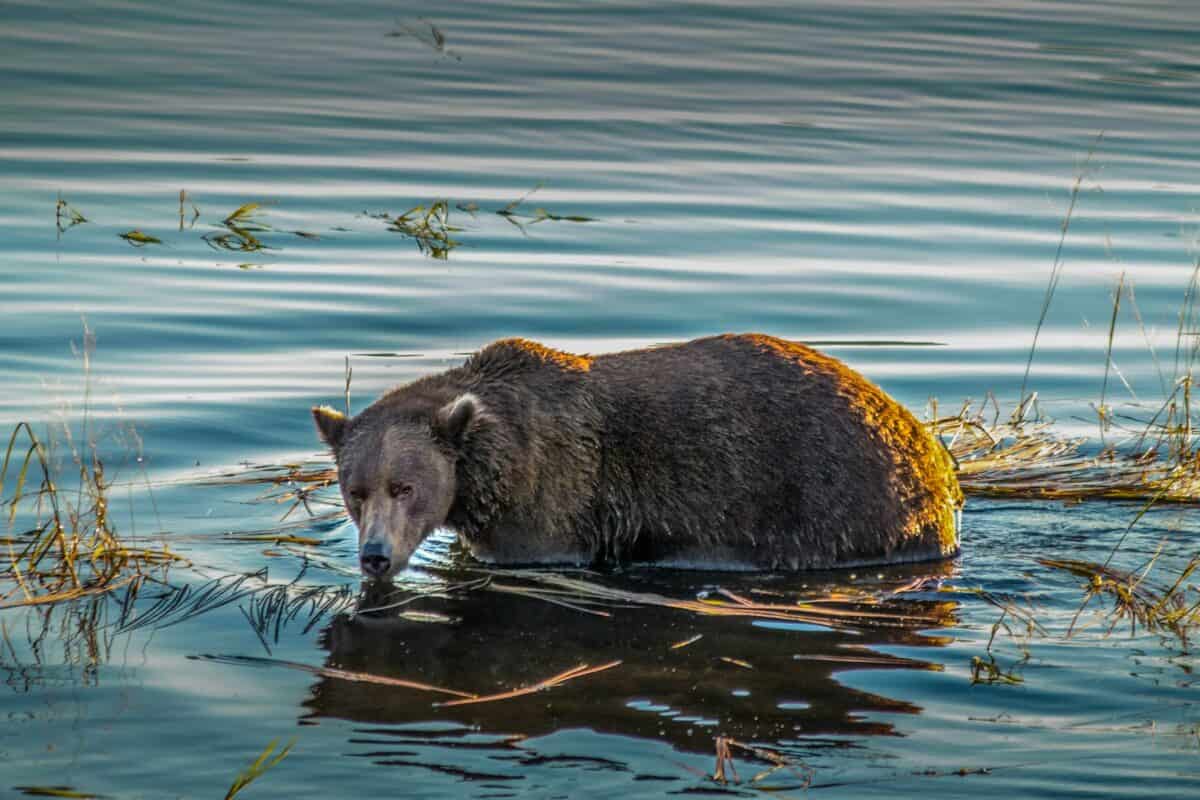 Bear in water