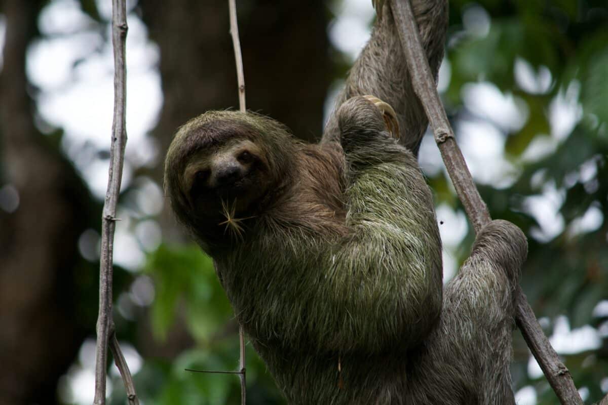 Sloth in a tree