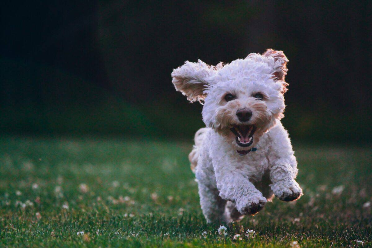 Happy puppy