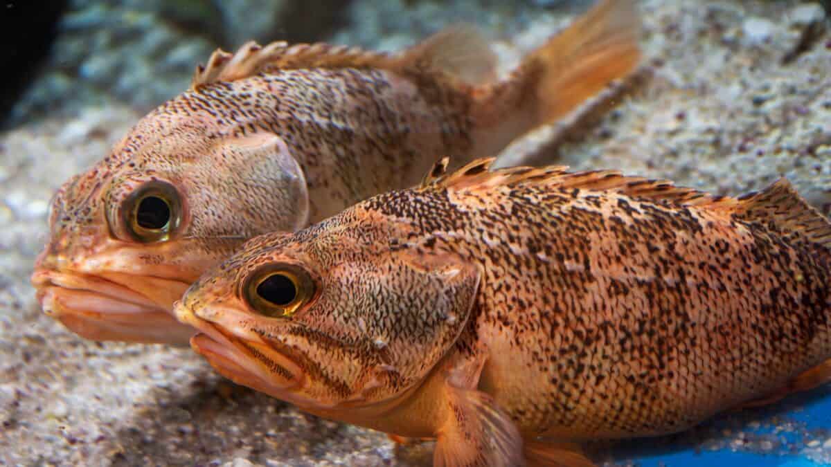 A couple of fish sitting on top of a rock