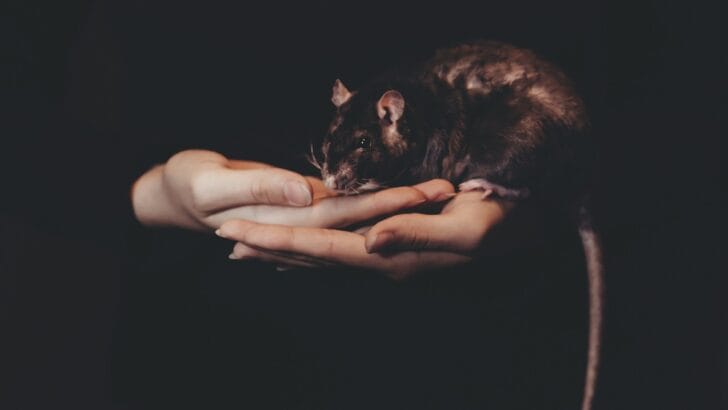 12 Wild Animals That Have Become Domesticated