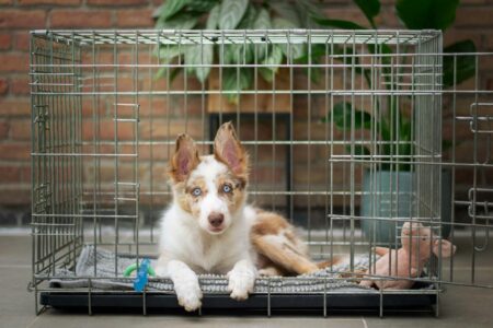How to Set Up a Safe and Comfortable Crate for Your Dog