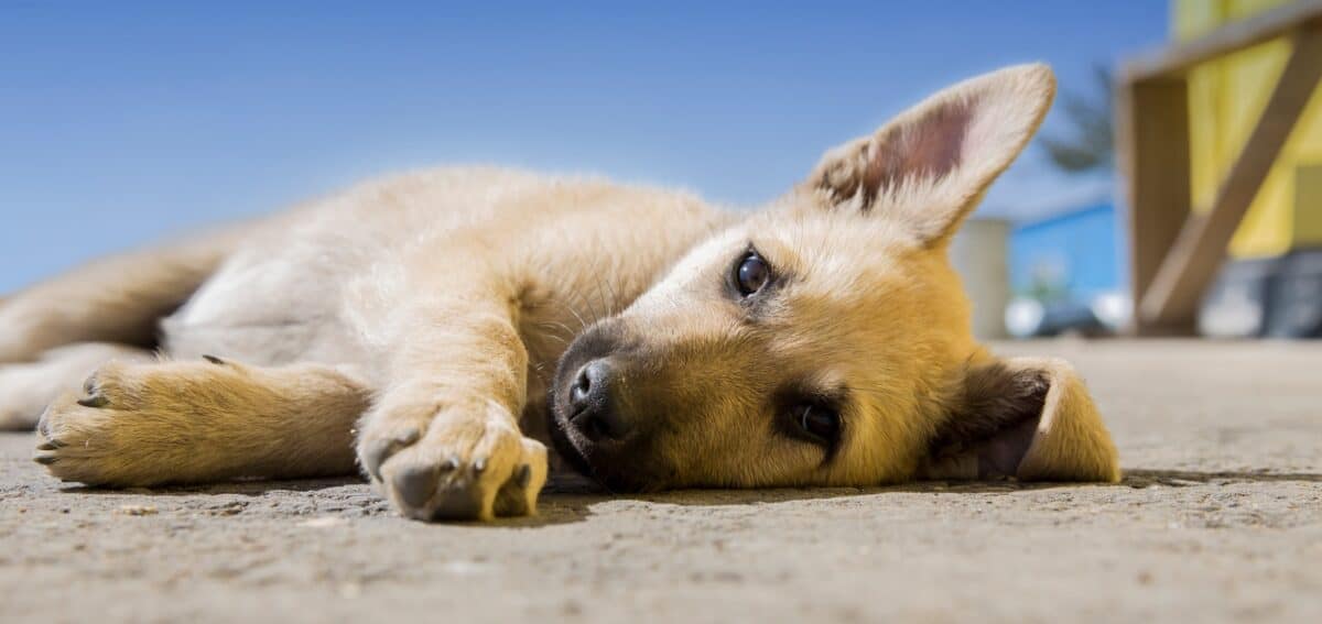 Dog Laying Down