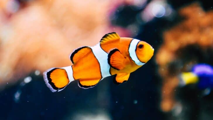 Is a Real-Life Nemo That Colorful? The Truth About Clownfish