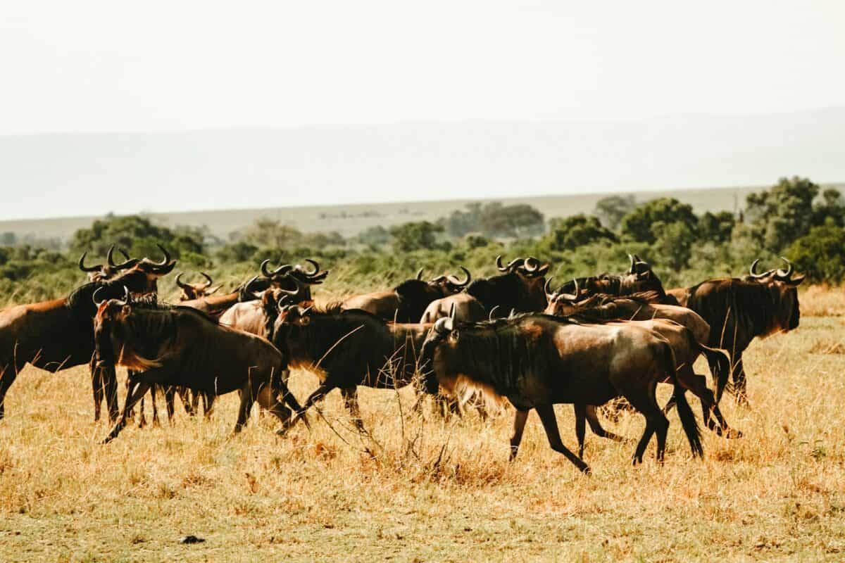 herd of animal