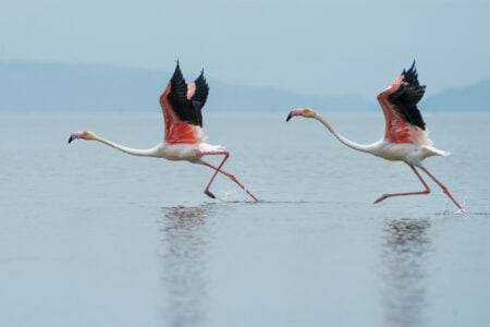 12 Migratory Birds That Are Losing Their Natural Routes